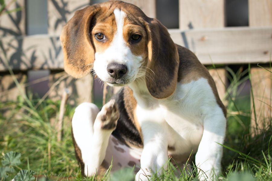 Heal Your Dog's Atopic Dermatitis Holistically